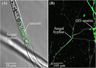 Quantifying Nutrient Trade in the Arbuscular Mycorrhizal Symbiosis Under Extreme Weather Events Using Quantum-Dot Tagged Phosphorus